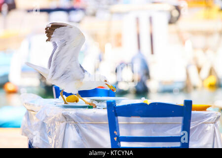 Schönen Vogel, tropic Bereich Stockfoto