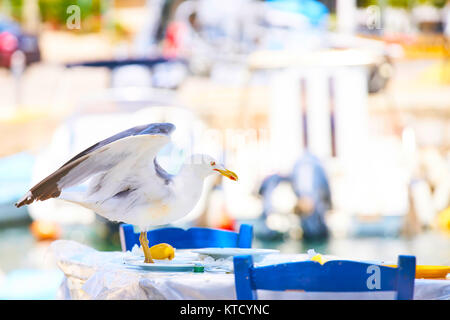 Schönen Vogel, tropic Bereich Stockfoto