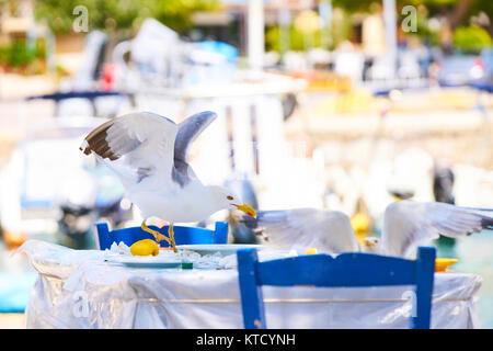 Schönen Vogel, tropic Bereich Stockfoto