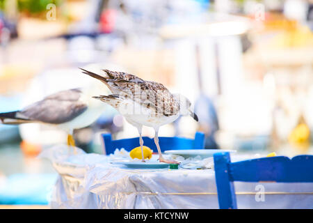 Schönen Vogel, tropic Bereich Stockfoto