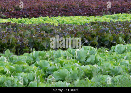 Reihen von biologisch angebauten Salat von verschiedenen Arten zur Ernte bereit Stockfoto