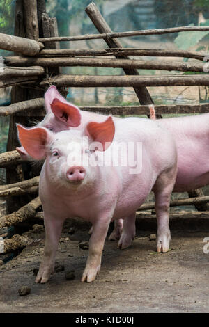 Zwei gesund aussehenden rosa Schweine in Pen ein Landwirt unschuldig ihr Schicksal erwarten Stockfoto