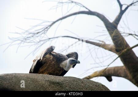 Eurasischen Gänsegeier, die von einem Felsen Stockfoto