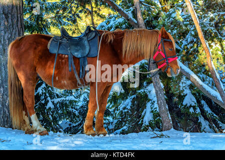 Ein Pferd mit Sattel im Winter Stockfoto