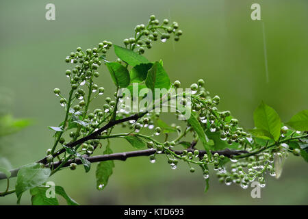 Sprig der Vogel Kirsche mit geschwollenen Knospen und junge grüne Blätter in der glänzenden Tröpfchen von Frühling Regen Stockfoto