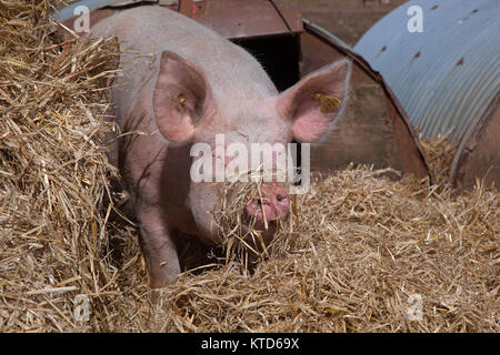 Große weiße säen & Ferkel in Freilandhaltung Arche Stockfoto