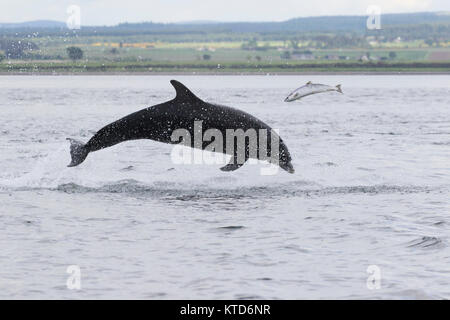 Großer Tümmler (Tursiops truncatus) Jagen/Jagd ein Lachs in den Moray Firth, Chanonry Point, Schottland, Großbritannien Stockfoto