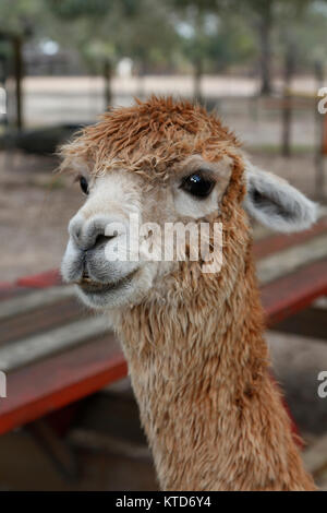 Porträt einer Baby Alpaca Stockfoto