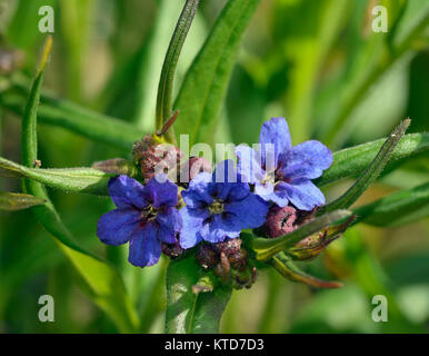 Lila Gromwell - Lithospermum Purpurocaeruleum kleine blaue Wildblumen Stockfoto