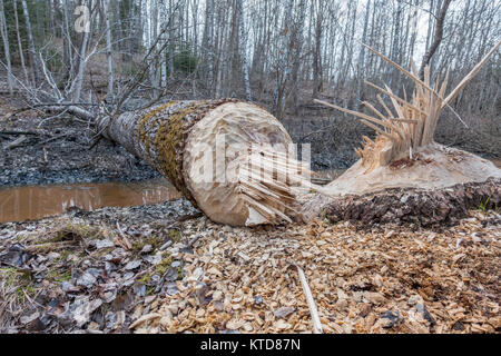 Großer Baum abgerissen von Biber Stockfoto