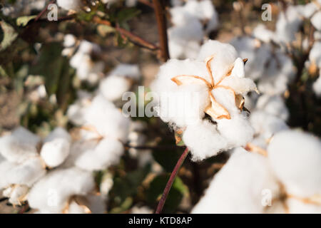 Nahaufnahme eines offenen Boll aus Baumwolle kurz vor der Ernte in West Texas Stockfoto