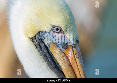 Ein close-up Farbbild der braune Pelikan. Florida, USA. Stockfoto