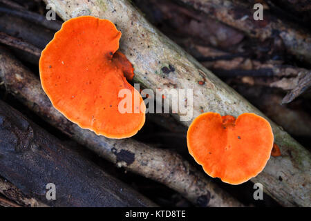 Scarlet Halterung Pilz (Pycnoporous coccineus). Cow Bay. Queensland. Australien. Stockfoto