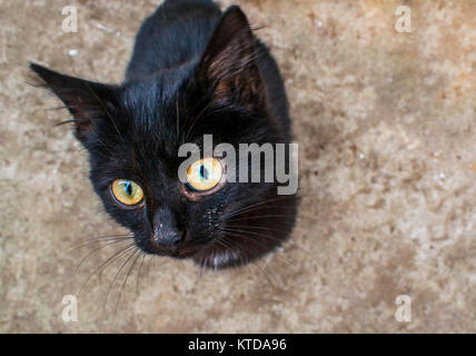 Die schwarze Katze ist saßen und sehr süß. Katze sitzt auf dem Boden Stockfoto