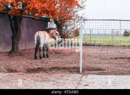 Pony auf der Weide auf dem Hof. Pony drehte sie zurück und sah. In der Nähe der Kirche und der Baum Stockfoto