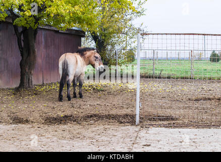 Pony auf der Weide auf dem Hof. Pony drehte sie zurück und sah. In der Nähe der Kirche und der Baum Stockfoto