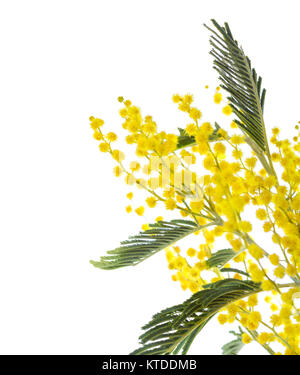 Mimosa Blumen auf weißem Hintergrund. Stockfoto