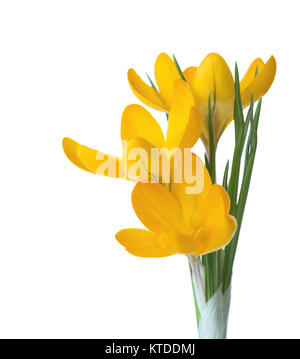 3 orange crocus Blumen auf weißem Hintergrund. Stockfoto