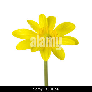 Gelbe Blume (Caltha palustris) auf weißem Hintergrund. Stockfoto