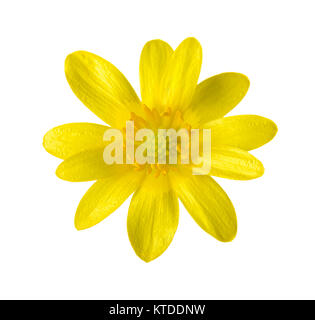 Gelbe Blume (Caltha palustris) isilated auf Weiß. Stockfoto