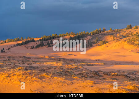 Dünen im Abendlicht in Coral Pink Sand Dunes State Park, Utah, USA Stockfoto