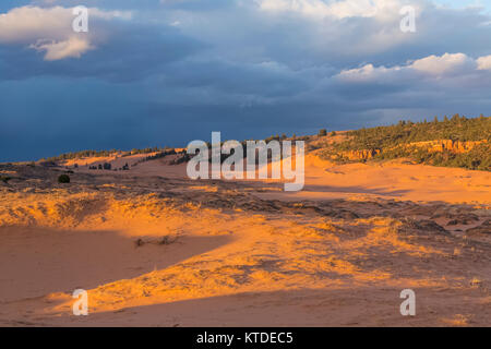 Dünen im Abendlicht in Coral Pink Sand Dunes State Park, Utah, USA Stockfoto