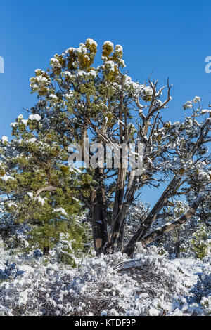 Utah Wacholder, Juniperus utahensis, nach einem Frühling Schneesturm in Ponderosa Grove Campground am Büro des Land-Managements Land in der Nähe von Coral Pink Sand Dunes Stockfoto