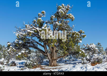 Utah Wacholder, Juniperus utahensis, nach einem Frühling Schneesturm in Ponderosa Grove Campground am Büro des Land-Managements Land in der Nähe von Coral Pink Sand Dunes Stockfoto