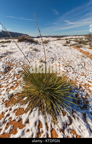 Kanab Yucca, Yucca angustissima var. kanabensis, im Schnee in Coral Pink Sand Dunes State Park, Utah, USA Stockfoto