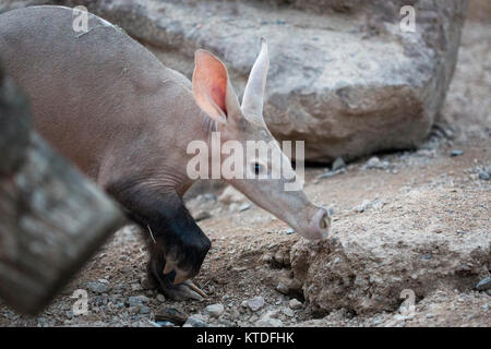 Brach ein Feuer aus, die sich auf die tierischen Abenteuer und Cafe Bereich im ZSL London Zoo, London, UK, 23. Dez 2017. Ein Erdferkel (Orycteropus Afer) namens Misha Stockfoto