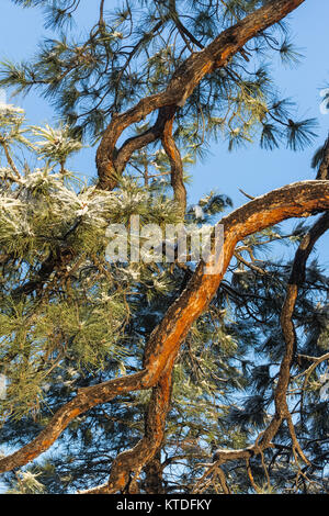 Ponderosa Kiefern, Pinus ponderosa, nach einem Schneefall in Ponderosa Grove Campground auf BLM Land in der Nähe von Coral Pink Sand Dunes State Park, Utah, USA Stockfoto