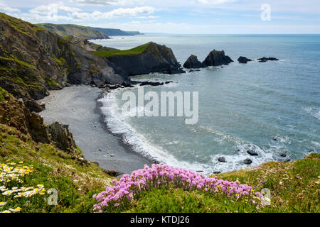 Strand-Grasnelke (Armeria maritima), Kai, Steilküste, Hartland Hartland, Devon, England, Großbritannien Stockfoto