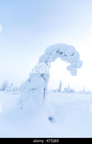 Zauberhafte Winterlandschaft mit Schnee bedeckten gefrorenen Bäume im Nationalpark Riisitunturi Fichte. Stockfoto