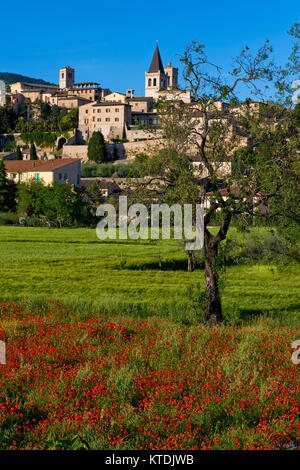 Spello, Perugia, Umbrien, das grüne Herz Italiens. Die vertikale Foto von Spello Panorama im Frühling mit in der ersten Tür eine rote Mohnblumen und Big Tree Stockfoto