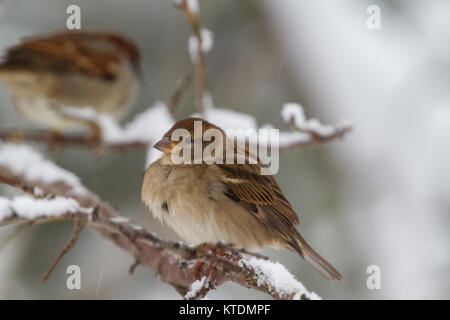 Haussperling Passer domesticus Portrait von erwachsenen weiblichen im Schnee Baum Britischen Inseln Stockfoto