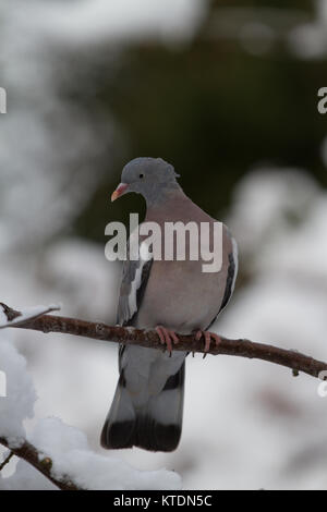 Ringeltaube. Columba palumbus. Portrait von einzelnen Erwachsenen auf dem Zweig thront. West Midlands. Großbritannien Stockfoto