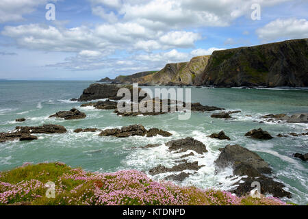 Kai, Steilküste, Hartland Hartland, Devon, England, Großbritannien Stockfoto
