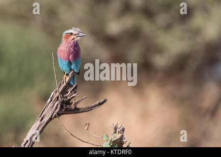 Lilac breasted Roller auf einem Zweig in den Tarangire Nationalpark, Tansania thront Stockfoto