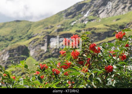 Charakteristische und auffällig kleinen Berg Baum mit roten Beeren. Sorbus aucuparia, die gemeinhin als Rowan und Mountain Ash, fotografiert auf den Alpen Stockfoto