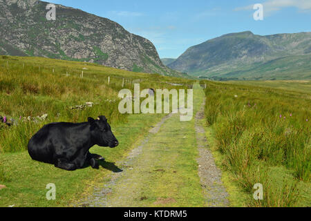 Kuh im Tal zwischen Glyderau Tryfan und Betws-y-Coed, Conwy Valley, Snowdonia, Wales, Großbritannien Stockfoto