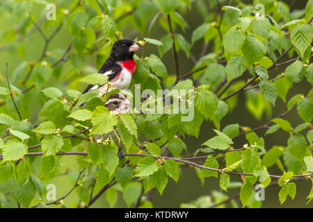 Männliche und weibliche rose-breasted grosbeaks Stockfoto