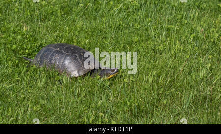 Blanding's Schildkröte im nördlichen Wisconsin Stockfoto