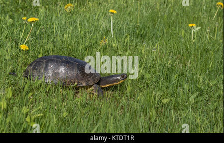 Blanding's Schildkröte im nördlichen Wisconsin Stockfoto