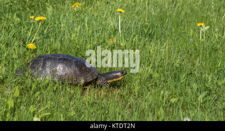 Blanding's Schildkröte im nördlichen Wisconsin Stockfoto