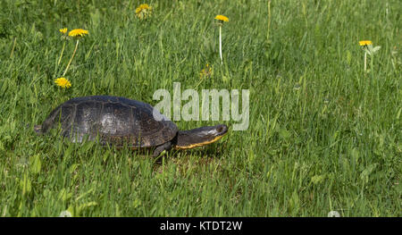 Blanding's Schildkröte im nördlichen Wisconsin Stockfoto