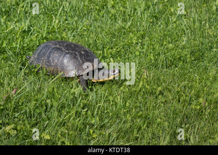 Blanding's Schildkröte im nördlichen Wisconsin Stockfoto