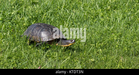 Blanding's Schildkröte im nördlichen Wisconsin Stockfoto