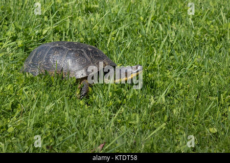 Blanding's Schildkröte im nördlichen Wisconsin Stockfoto