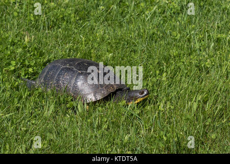 Blanding's Schildkröte im nördlichen Wisconsin Stockfoto