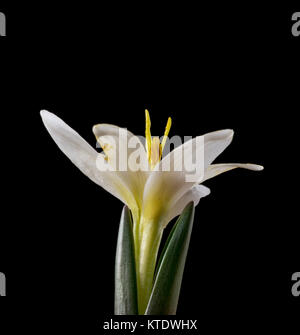 Colchicum ist eine Gattung der blühenden Pflanzen mit rund 160 Arten, die von der Lampe wachsen - wie Knollen. Stockfoto